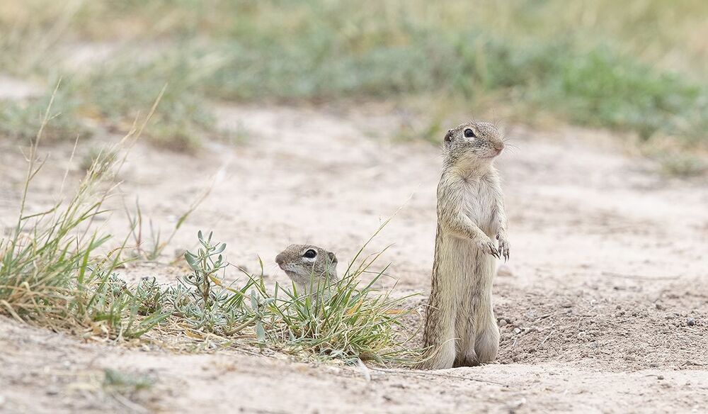 Земляная Белка  - Mexican ground squirrel