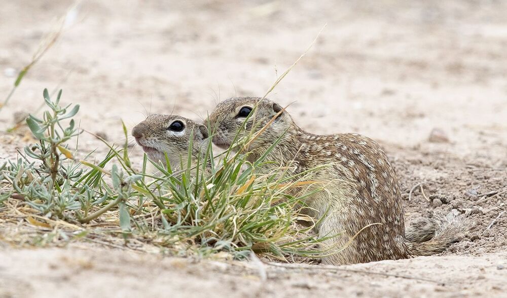 Земляная Белка  - Mexican ground squirrel