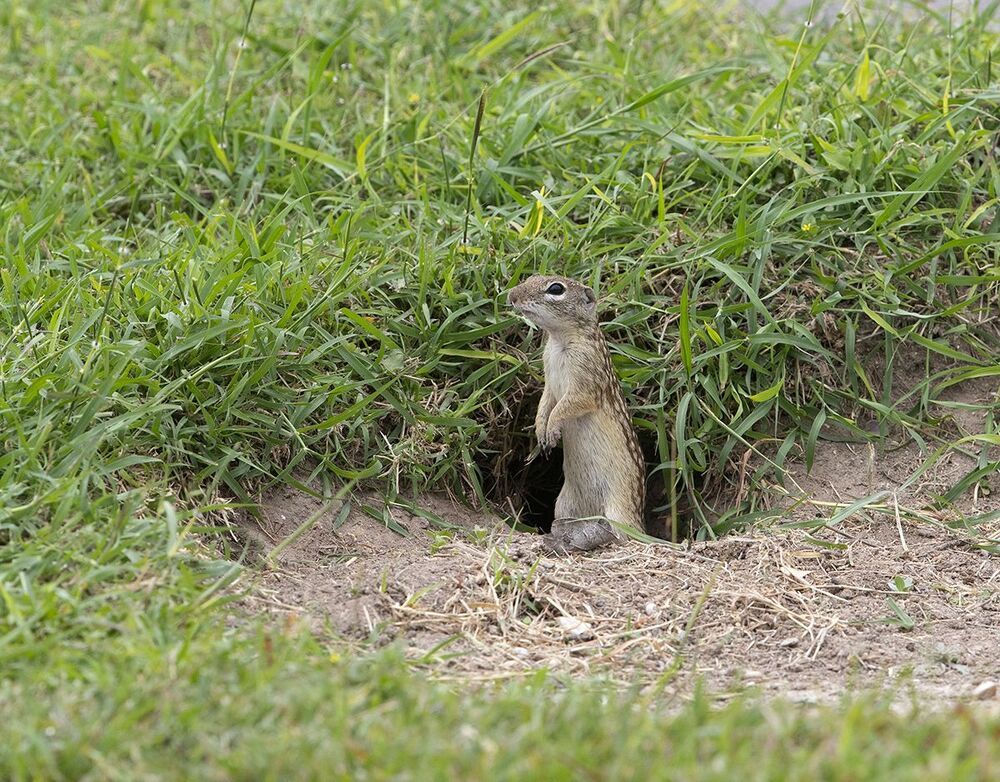 Земляная Белка  - Mexican ground squirrel