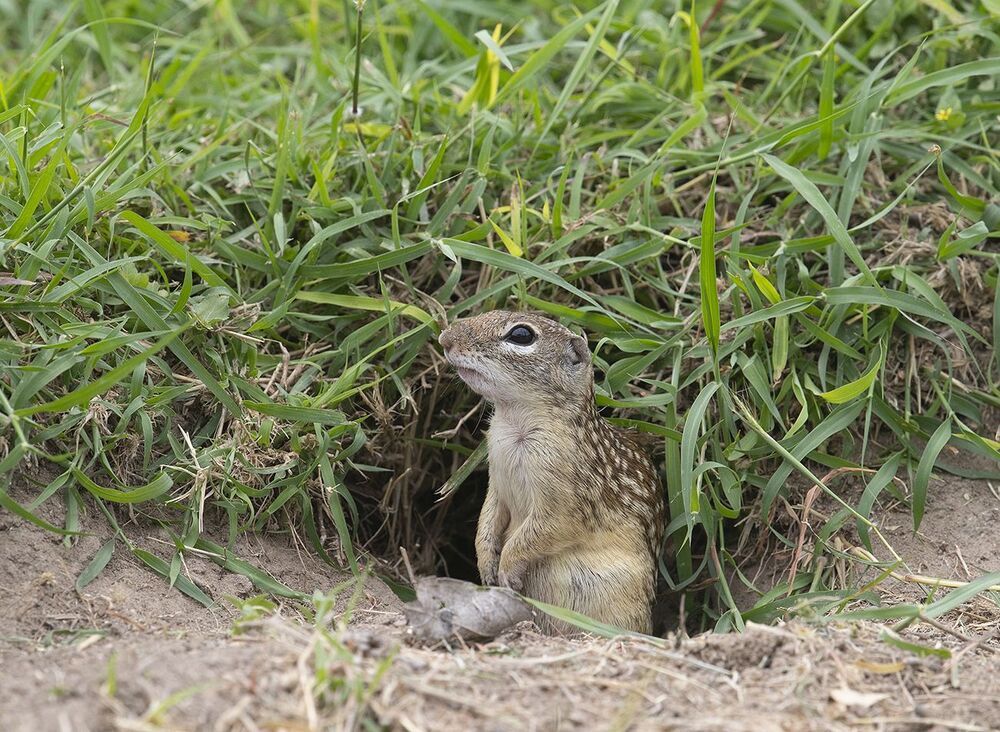 Земляная Белка  - Mexican ground squirrel