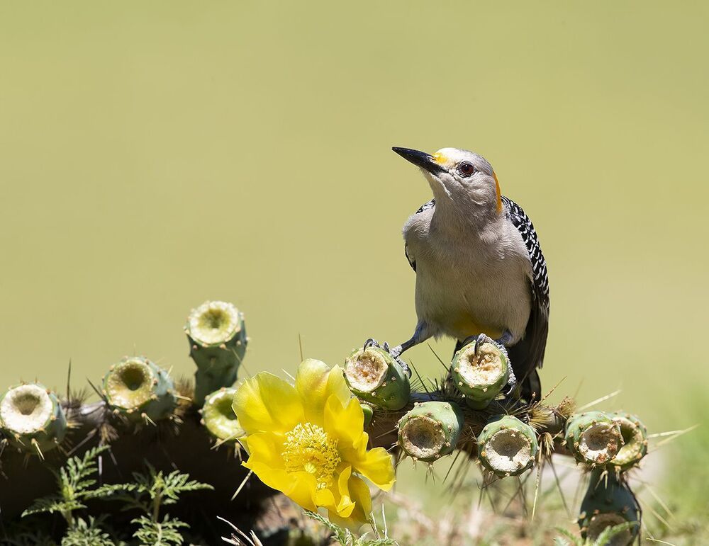 Золотолобый меланерпес на кактусе - Golden Fronted Woodpecker оn cactus