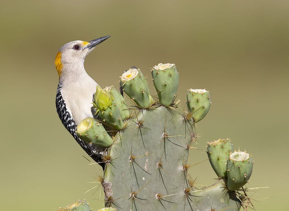 Золотолобый меланерпес на кактусе - Golden Fronted Woodpecker оn cactus