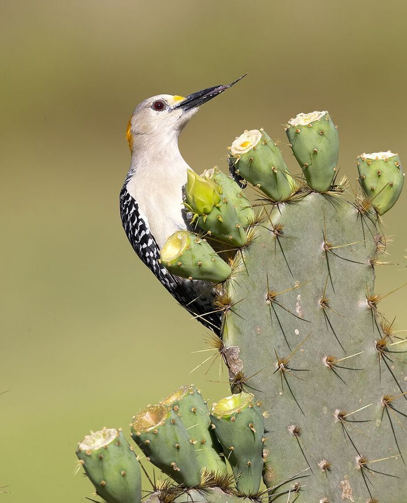 Золотолобый меланерпес на кактусе - Golden Fronted Woodpecker оn cactus