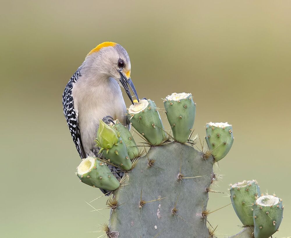 Золотолобый меланерпес на кактусе - Golden Fronted Woodpecker оn cactus