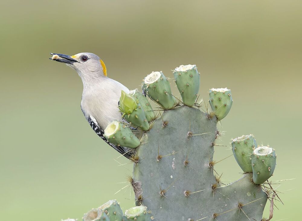 Золотолобый меланерпес на кактусе - Golden Fronted Woodpecker оn cactus