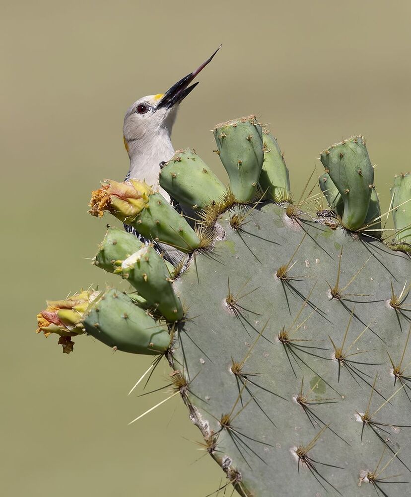 Золотолобый меланерпес на кактусе - Golden Fronted Woodpecker оn cactus