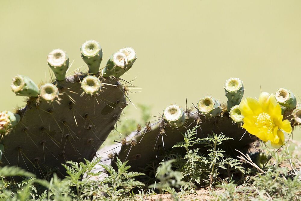 Золотолобый меланерпес на кактусе - Golden Fronted Woodpecker оn cactus