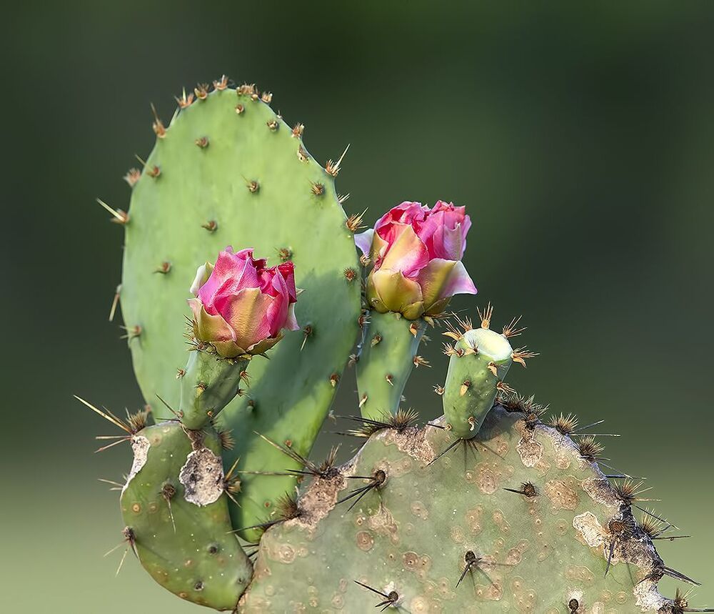 Золотолобый меланерпес на кактусе - Golden Fronted Woodpecker оn cactus