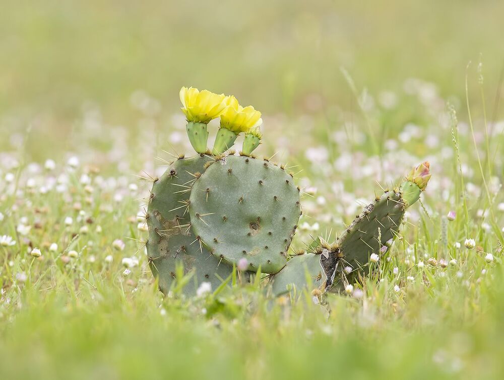 Золотолобый меланерпес на кактусе - Golden Fronted Woodpecker оn cactus