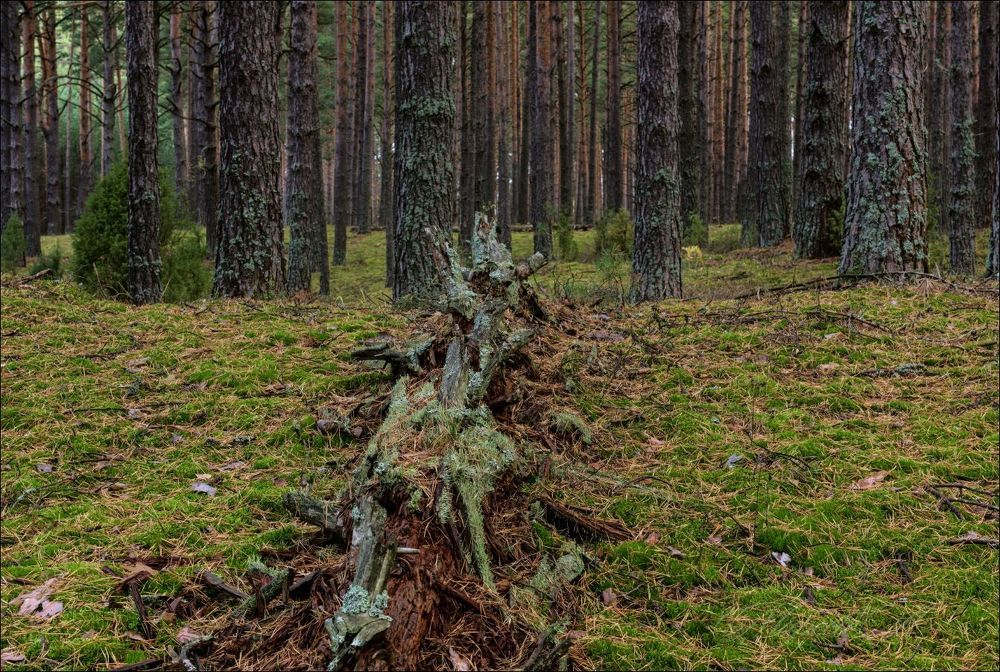 Пейзаж с замшелой корягой