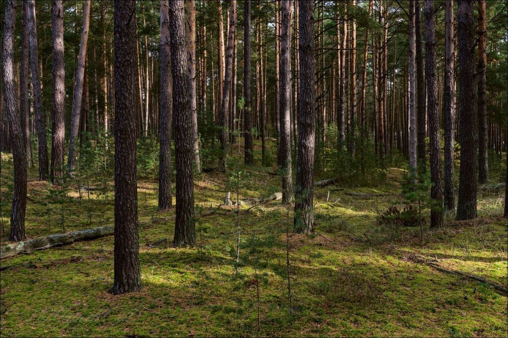 Солнце осветило осенний лес