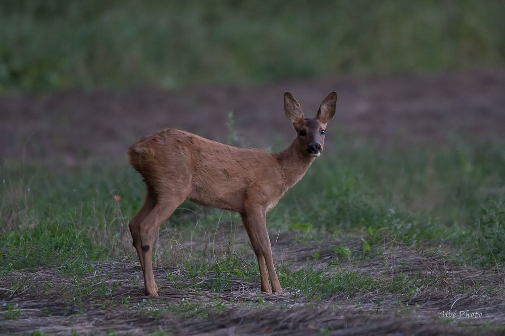 Prendre ses jambes &agrave; son cou !