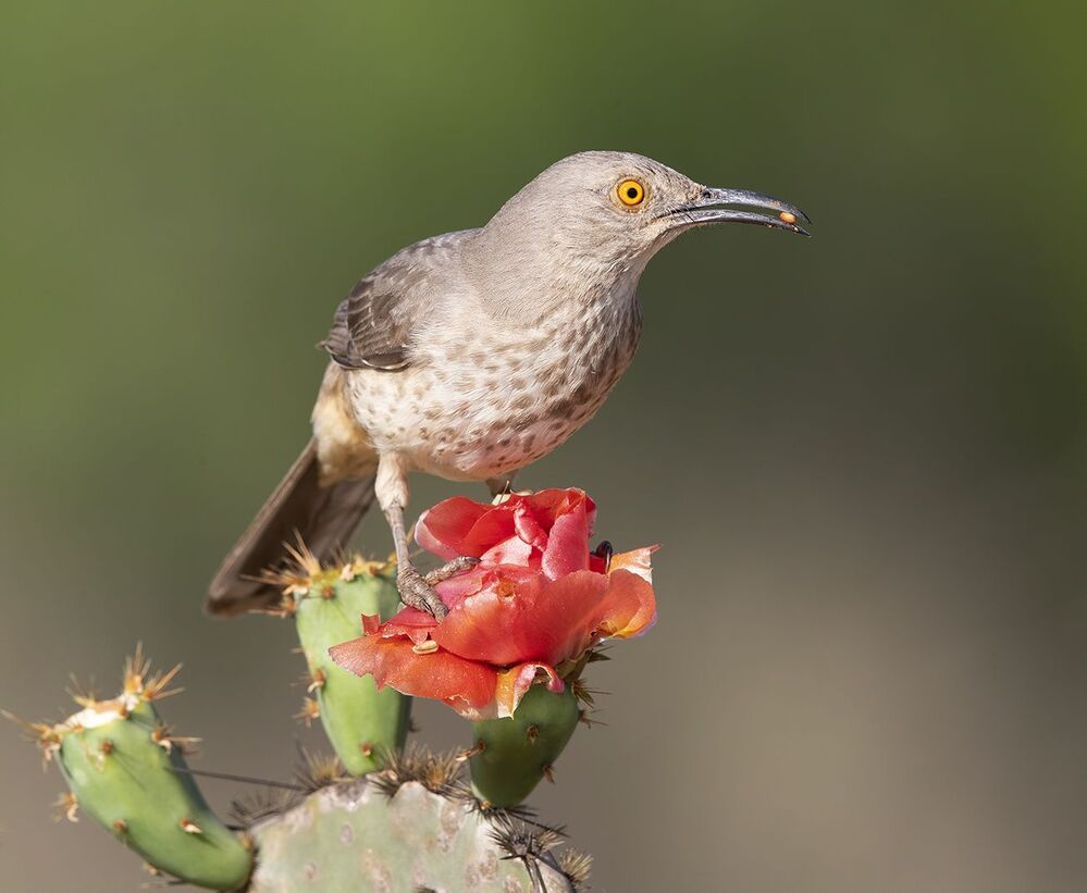 Пятнистый кривоклювый пересмешник - Curve Billed Thrasher