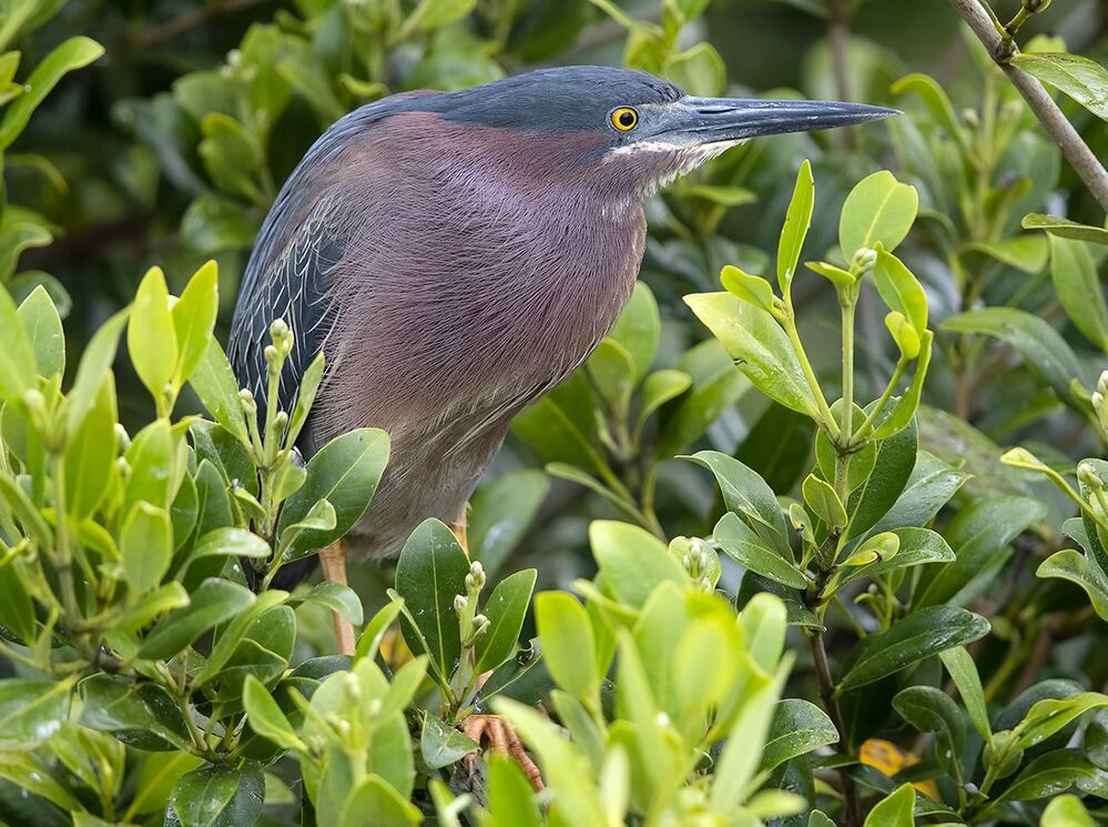 Американская зелёная кваква и их молодняк - Green heron