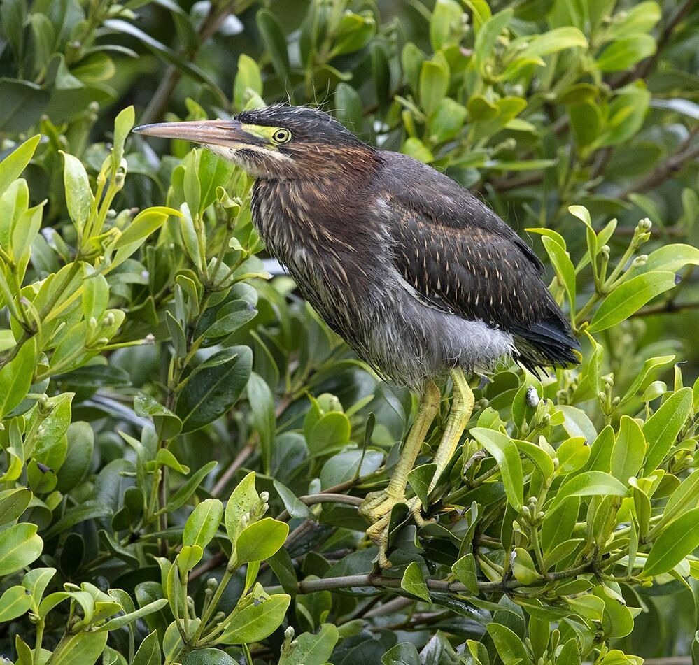 Американская зелёная кваква и их молодняк - Green heron