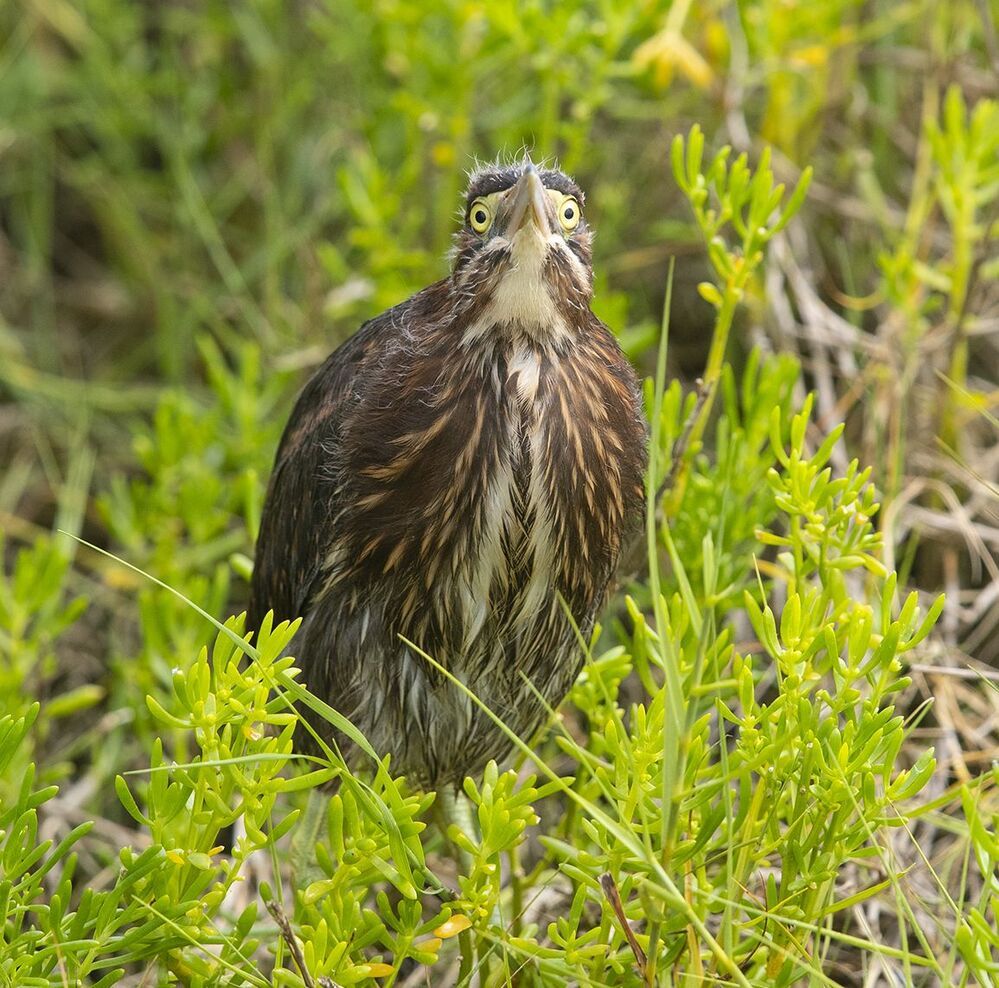 Американская зелёная кваква и их молодняк - Green heron