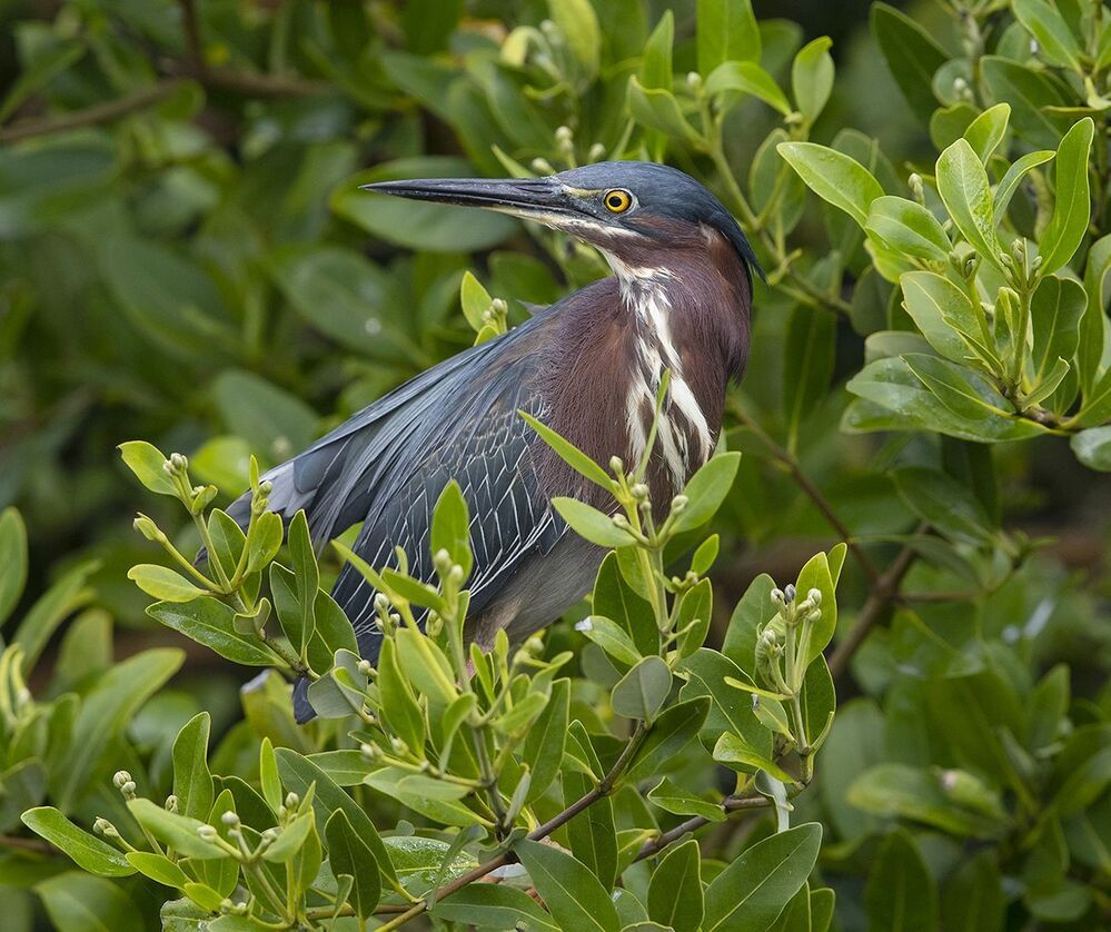 Американская зелёная кваква и их молодняк - Green heron