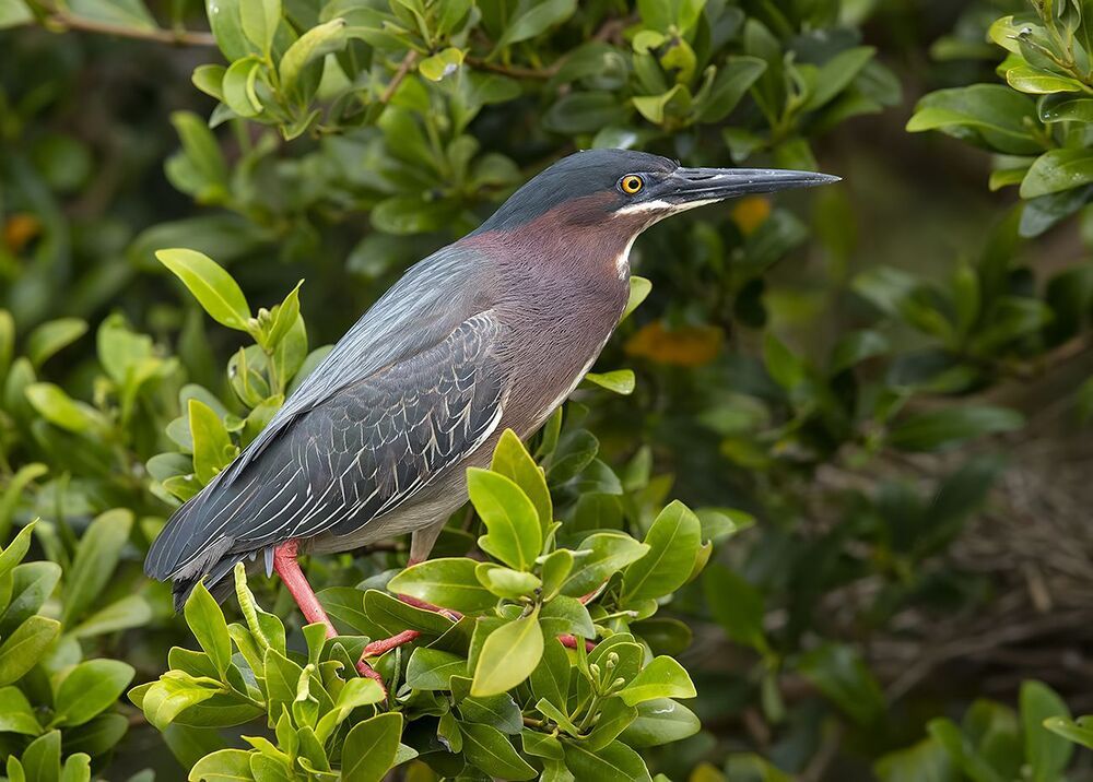 Американская зелёная кваква и их молодняк - Green heron