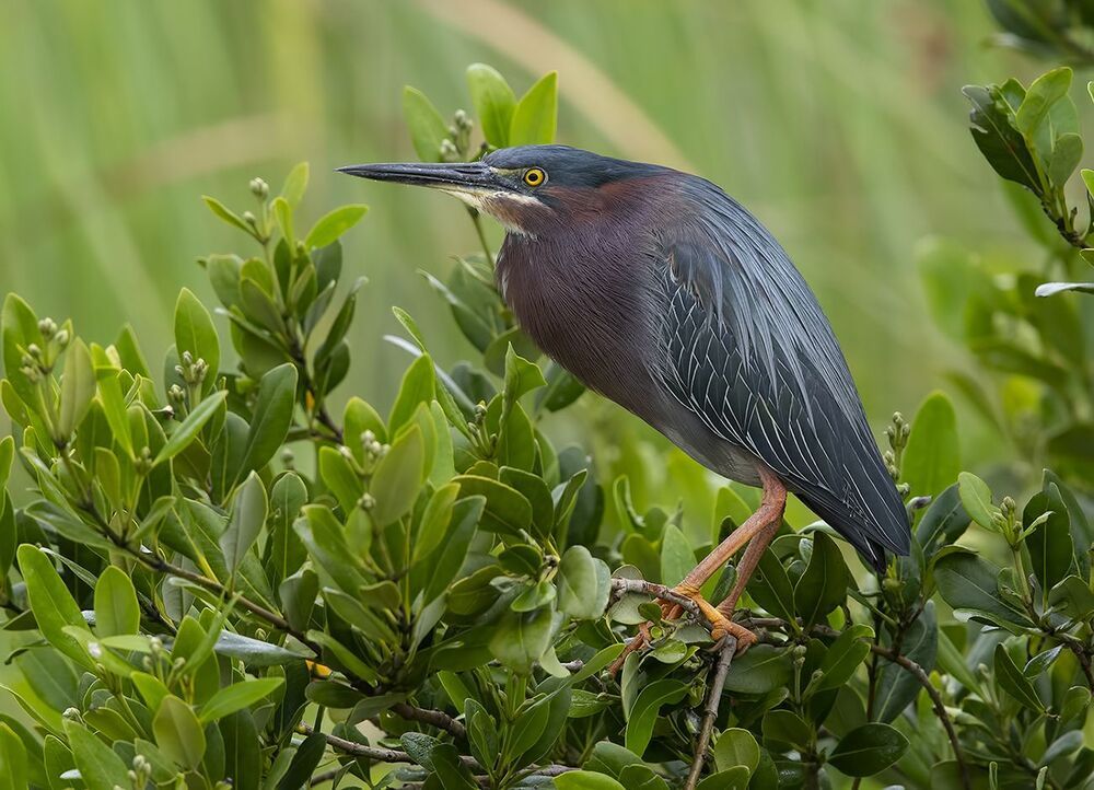 Американская зелёная кваква и их молодняк - Green heron