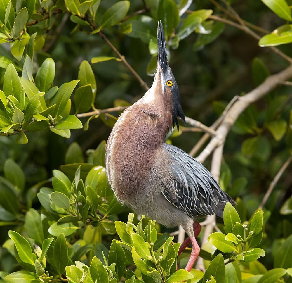 Американская зелёная кваква и их молодняк - Green heron