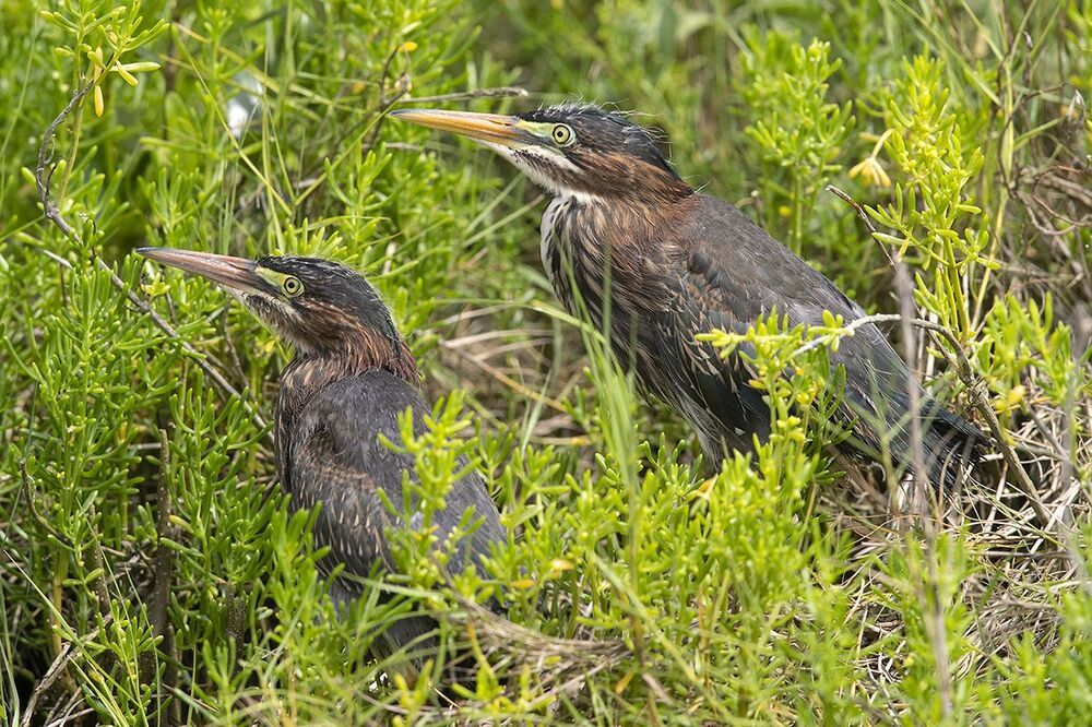 Американская зелёная кваква и их молодняк - Green heron