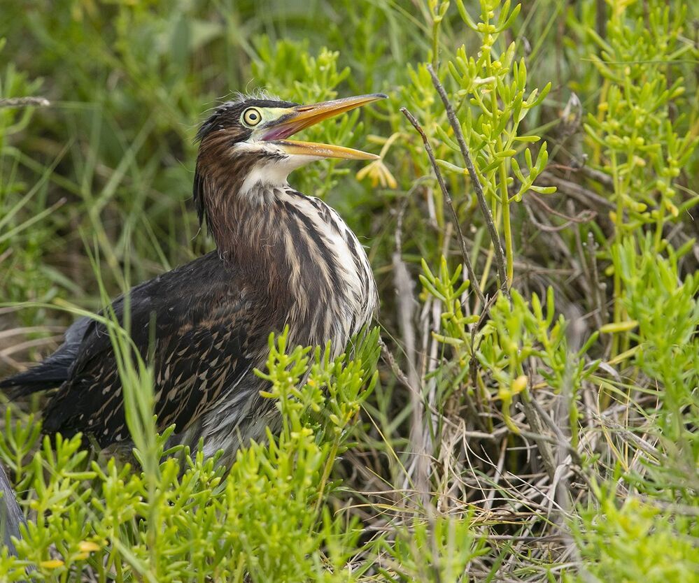 Американская зелёная кваква и их молодняк - Green heron
