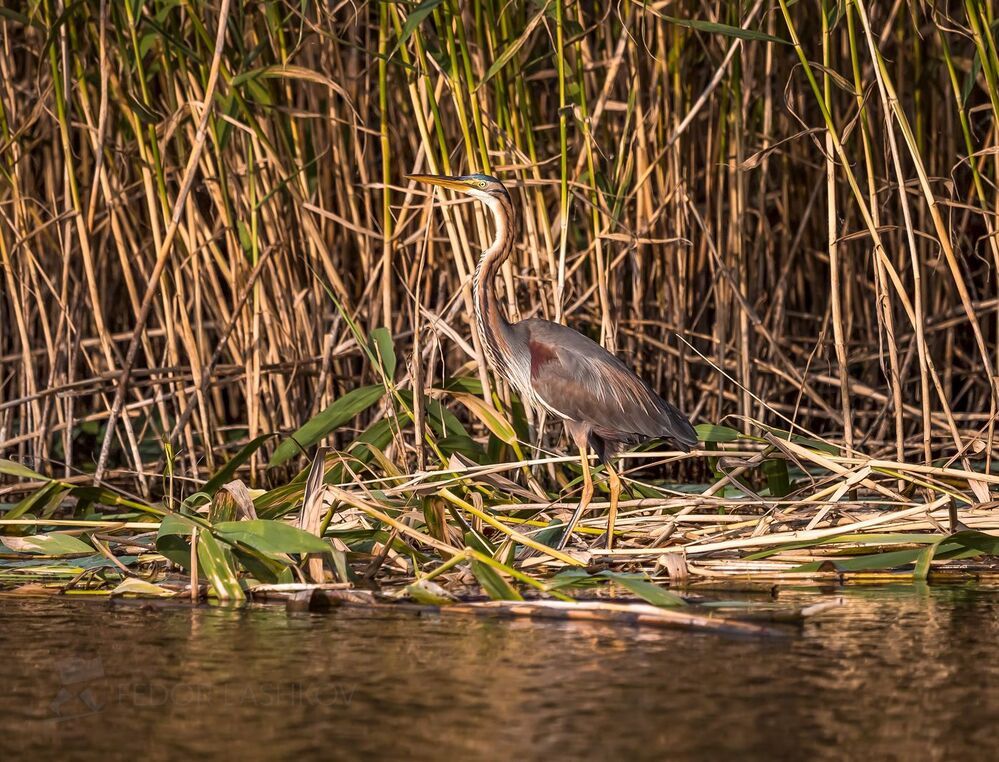 Рыжая цапля (лат. Ardea purpurea).