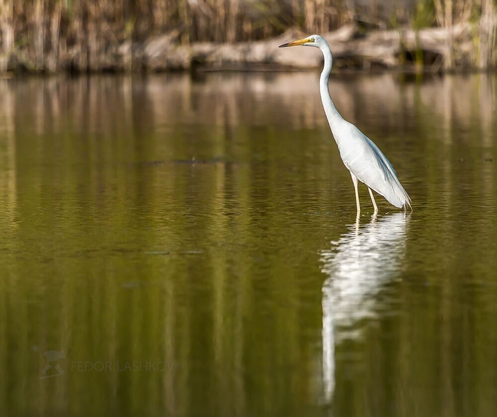 Большая белая цапля (лат. Ardea alba)