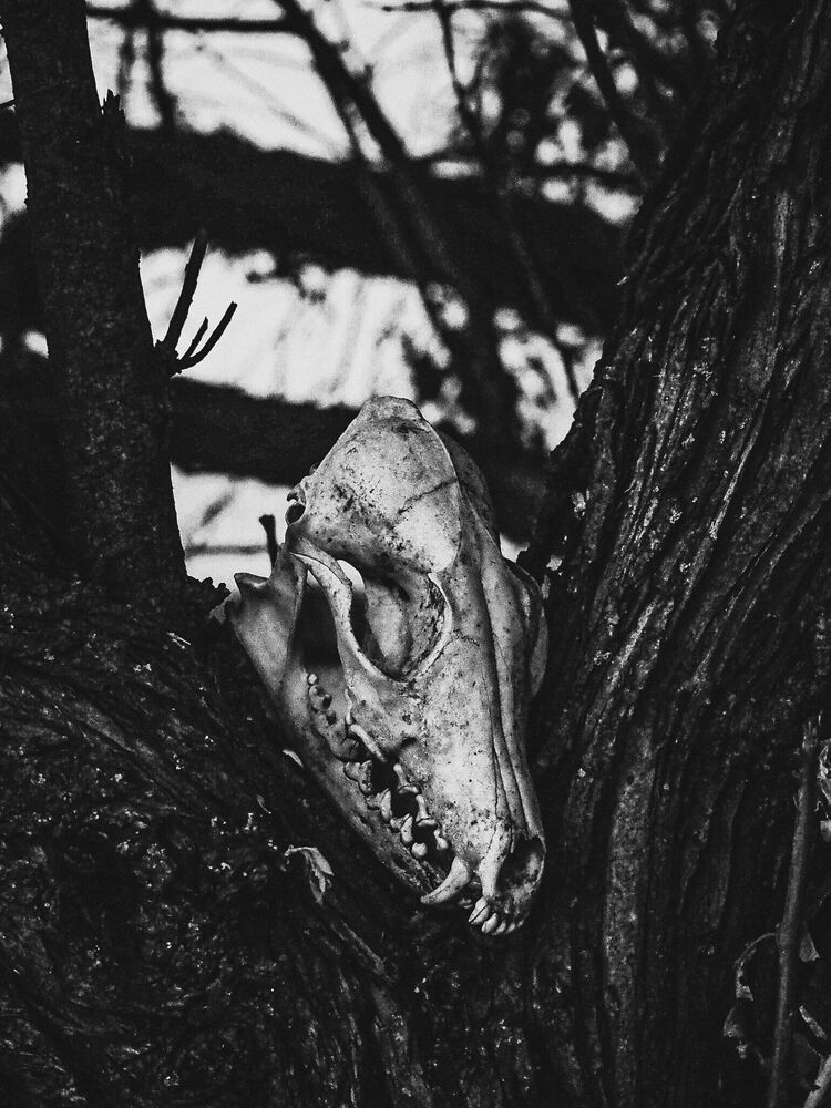 Photo 1533695