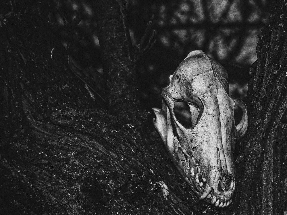 Photo 1533697