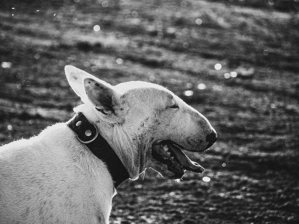 Photo 1533708