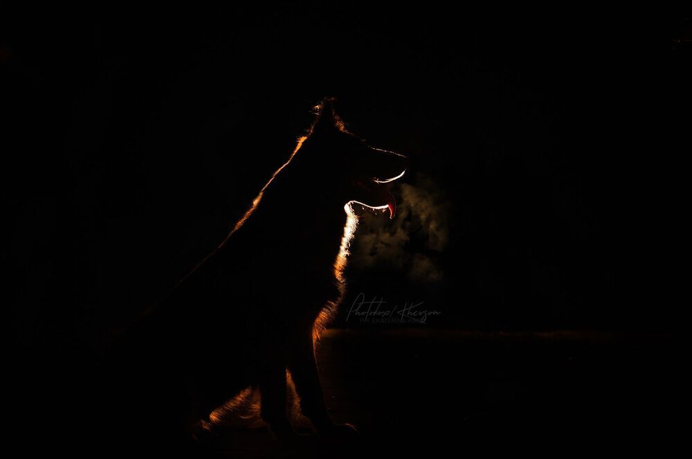 Night dogs