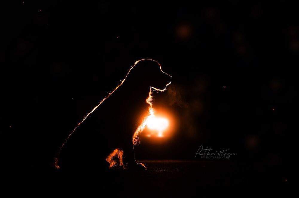 Night dogs