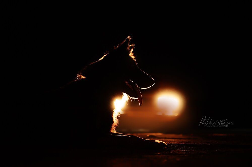 Night dogs