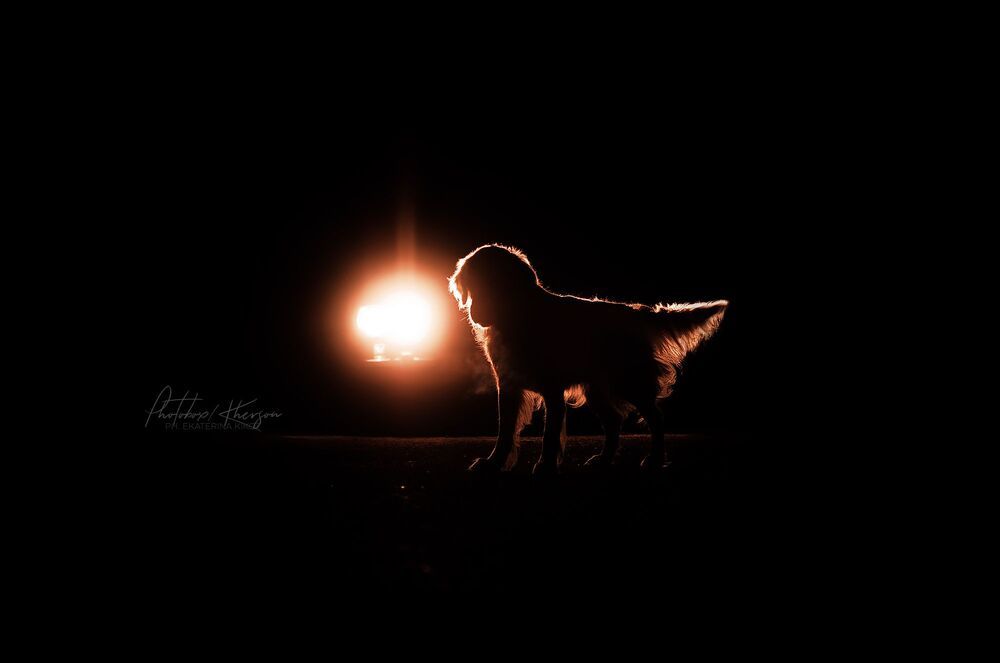 Night dogs