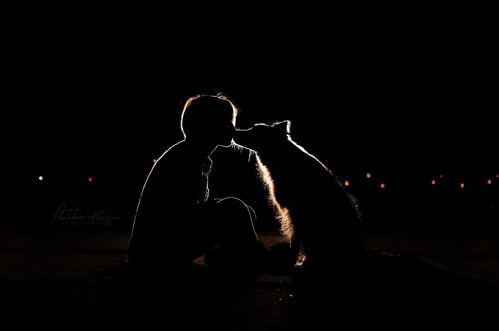 Night dogs