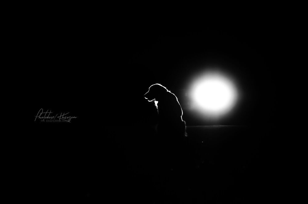 Night dogs
