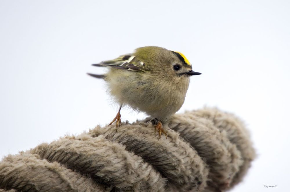 Королек мал, вертляв, любопытен. В объектив залетает с трудом.