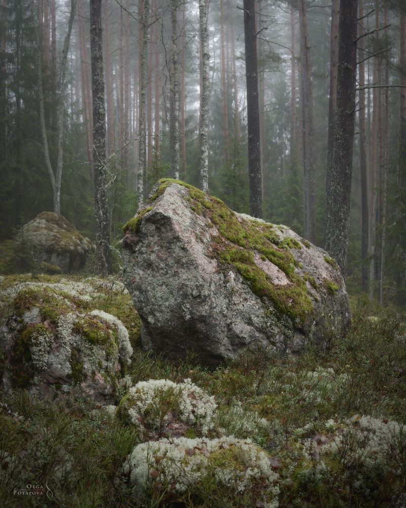 Сказка северного леса