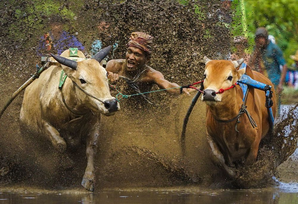 Pacu Jawi (Cow Race)