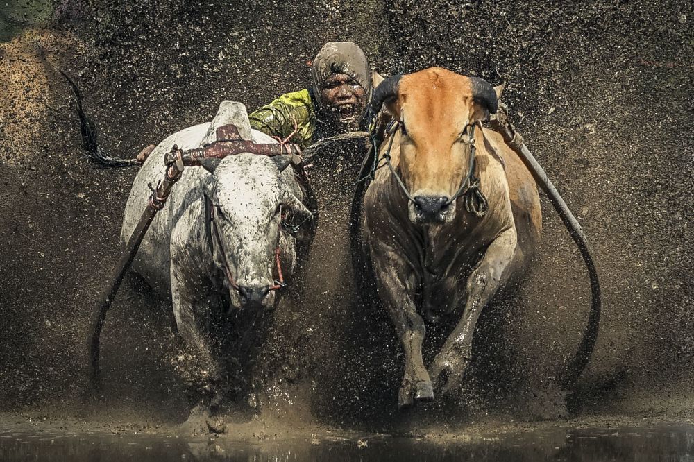 Pacu Jawi (Cow Race)