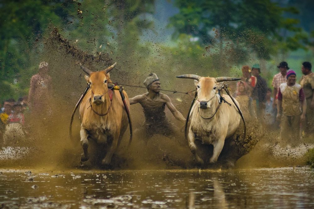 Pacu Jawi (Cow Race)