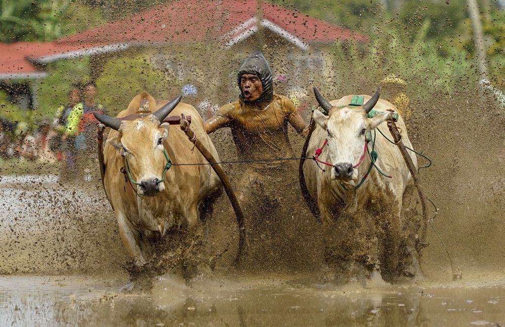 Pacu Jawi (Cow Race)