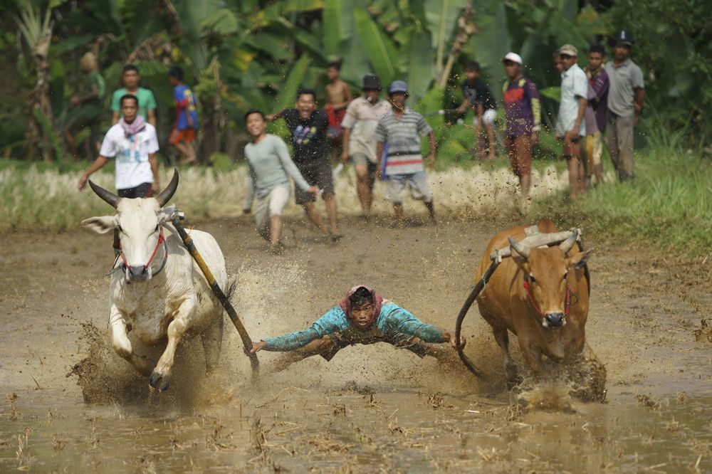 Pacu Jawi (Cow Race)