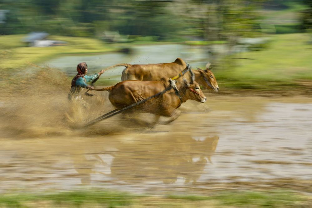 Pacu Jawi (Cow Race)