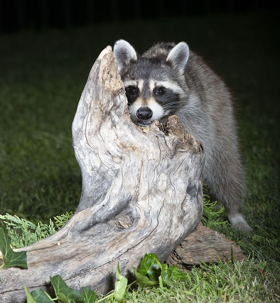Raccoon - Енот-полоскун