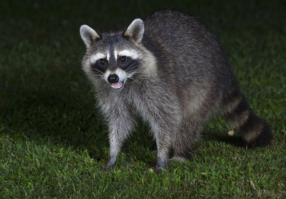 Raccoon - Енот-полоскун
