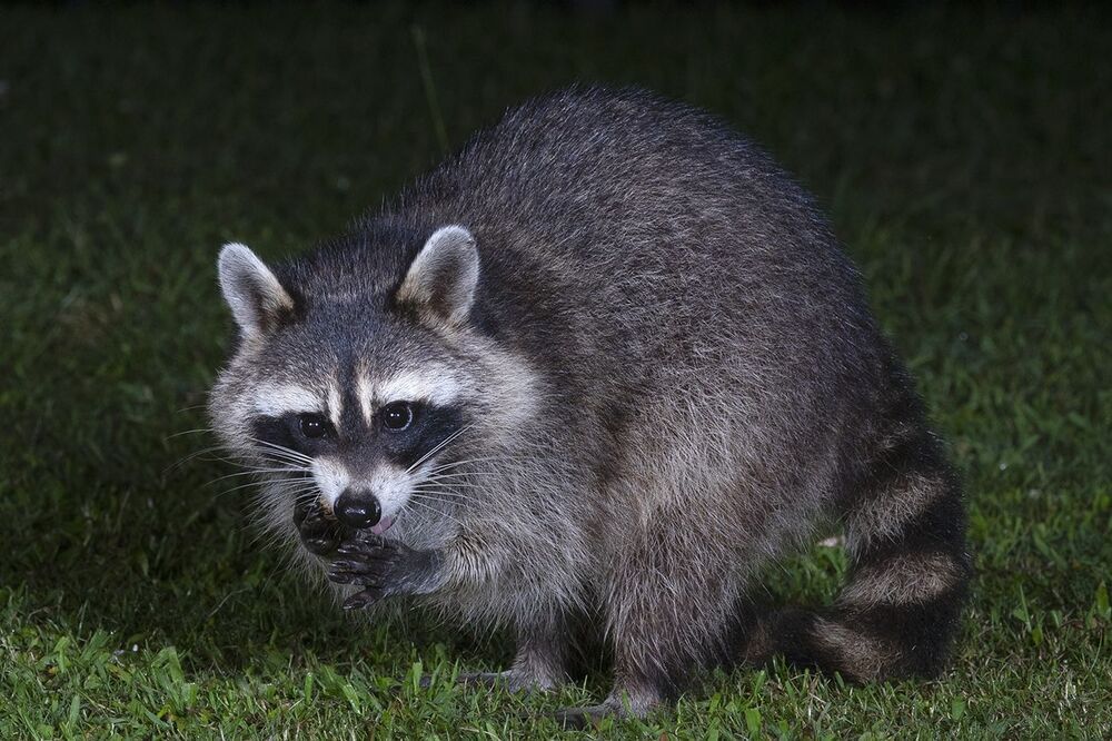 Raccoon - Енот-полоскун