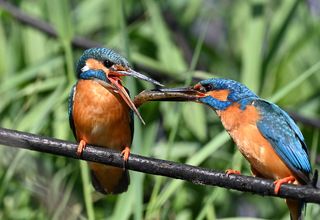 2. Ухаживание