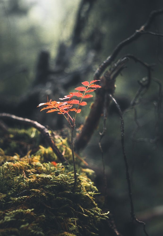 Forest motives